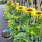 🔥Sunflower Solar Garden Stake Led Lights