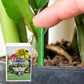 🌱 Växtnäringspinnar med långvarig verkan – balanserad NPK-sammansättning för rötter, blad och blommor! 🌿✨